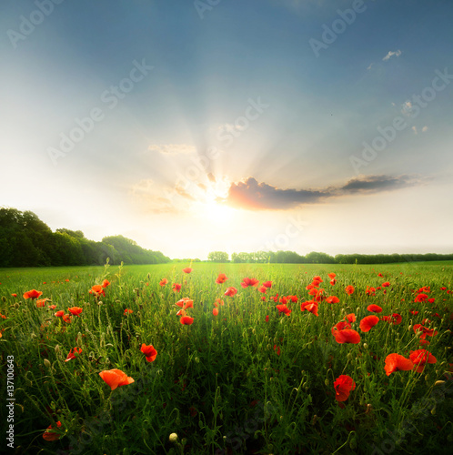 Fototapeta Naklejka Na Ścianę i Meble -  Field of poppies flowers