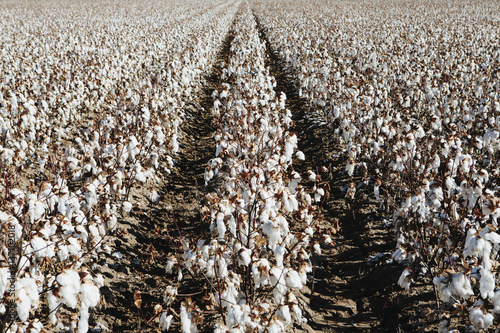 Large field of cotton, near Hatch, New Mexico