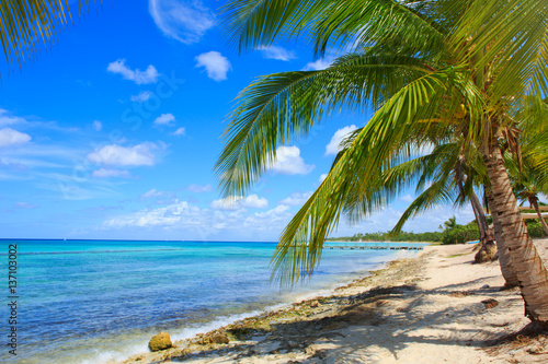 Morze Karaibskie i palmy.