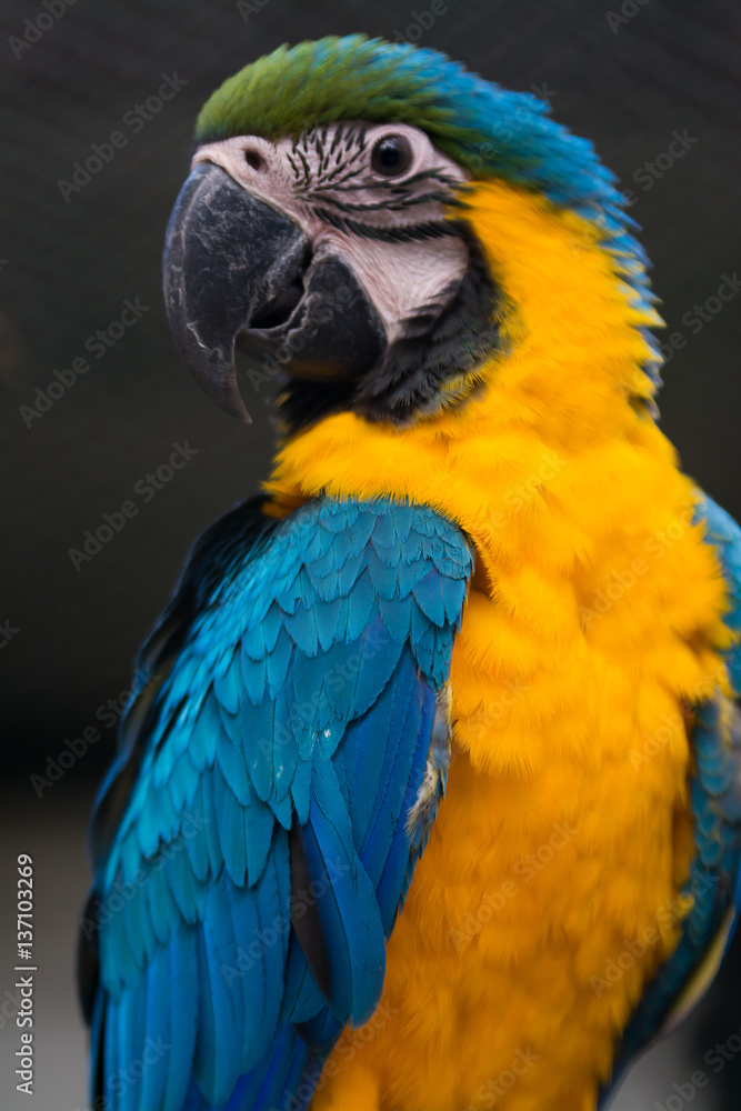 Breeding of exotic blue and yellow macaws in aviaries