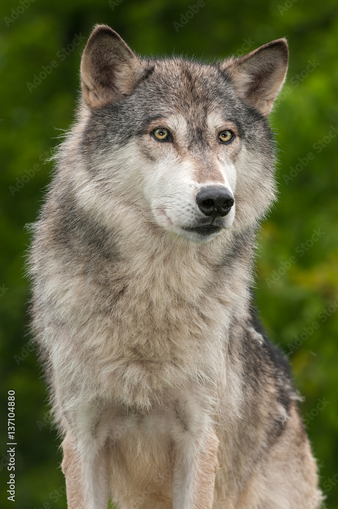 Grey Wolf (Canis lupus) Against Green