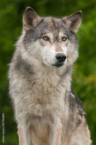 Grey Wolf  Canis lupus  Against Green