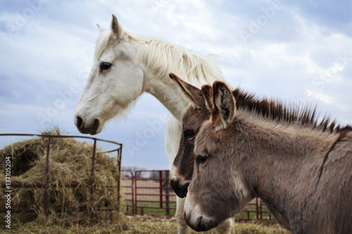 Horse and donkeys standing in corral photo