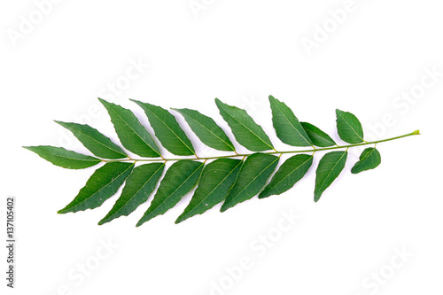 Curry Leaf isolated on white background