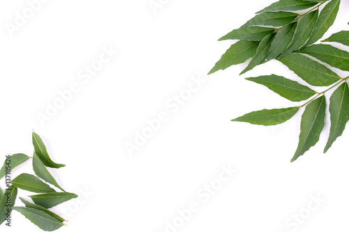 Curry Leaf isolated on white background