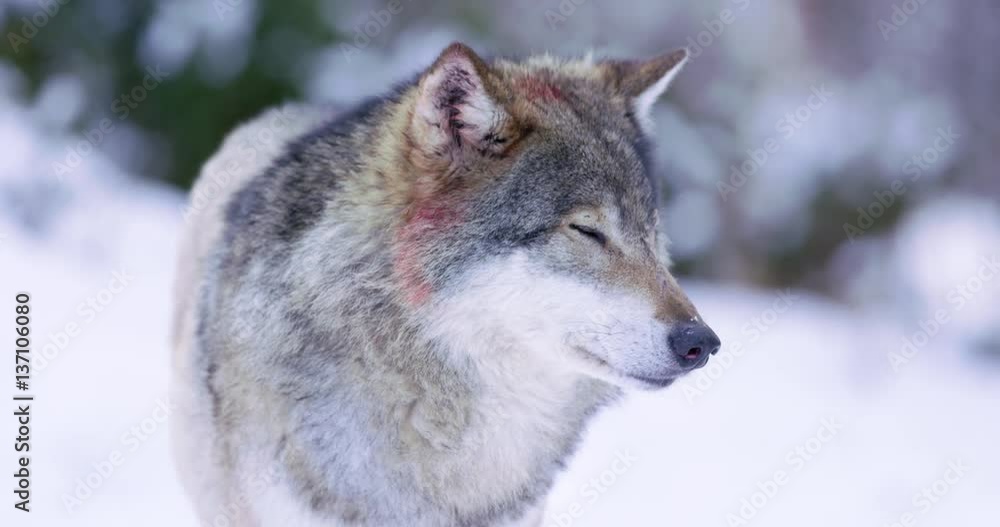 Portrait of bloody alpha wolf in the woods sniffing Portrait of bloody alpha wolf in the woods sniffing