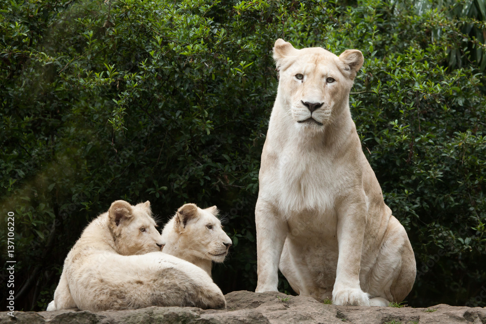 White lion (Panthera leo krugeri). White lion (Panthera leo krugeri).