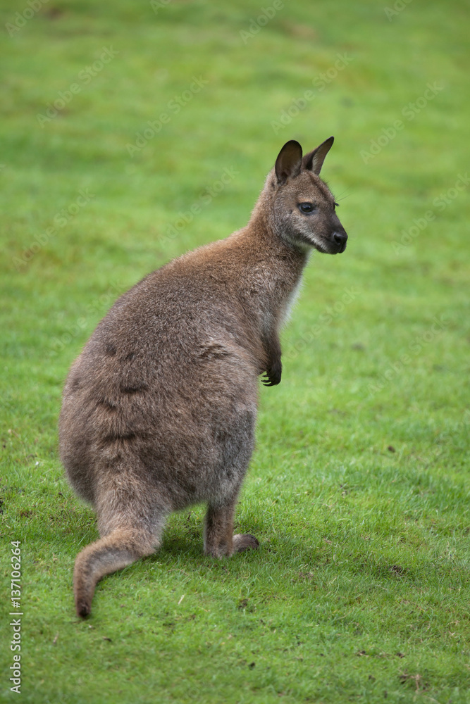 Red-necked wallaby (Macropus rufogriseus) Red-necked wallaby (Macropus rufogriseus)