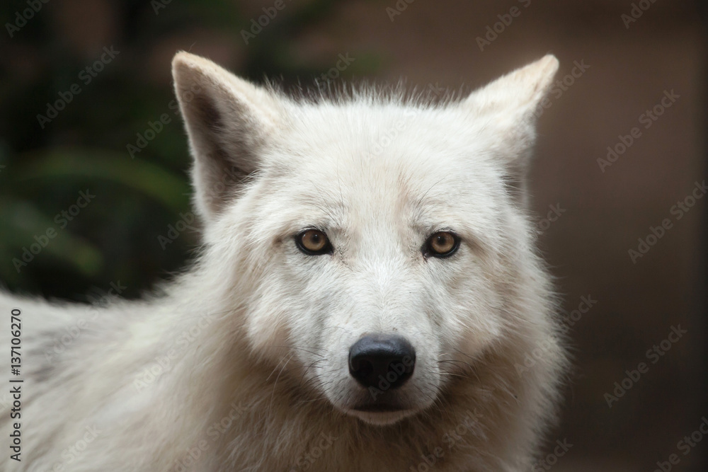 Arctic wolf (Canis lupus arctos) Arctic wolf (Canis lupus arctos)