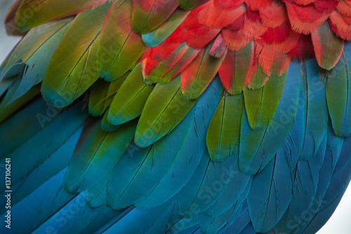 Green-winged macaw (Ara chloropterus) © Vladimir Wrangel