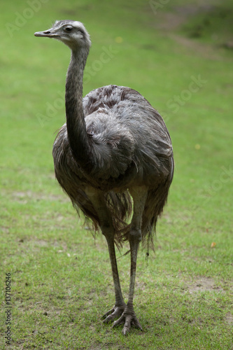 Greater rhea (Rhea americana) photo