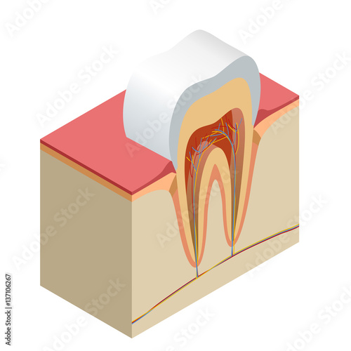 Isometric real tooth anatomy closeup cut away section model side view realistic vector illustration
