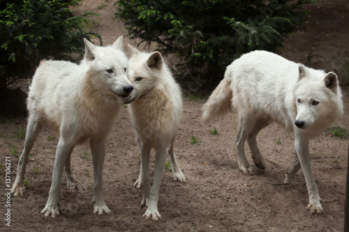 Arctic wolf (Canis lupus arctos)