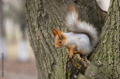 Eurasian red squirrel sitting on a tree at late autumnal season