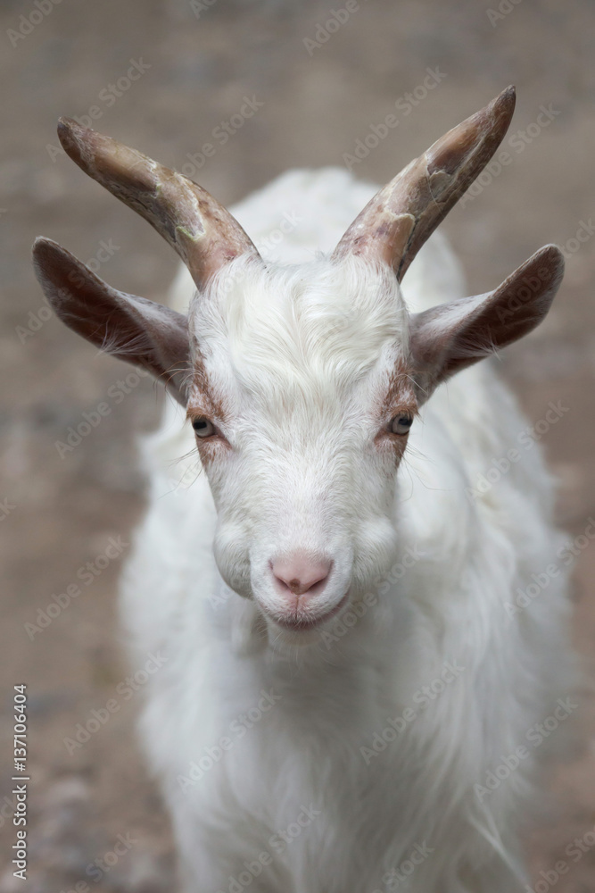 Girgentana goat (Capra aegagrus hircus) Girgentana goat (Capra aegagrus hircus)