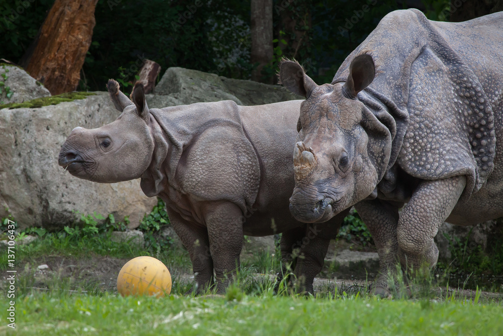 Indian rhinoceros (Rhinoceros unicornis). Indian rhinoceros (Rhinoceros unicornis).