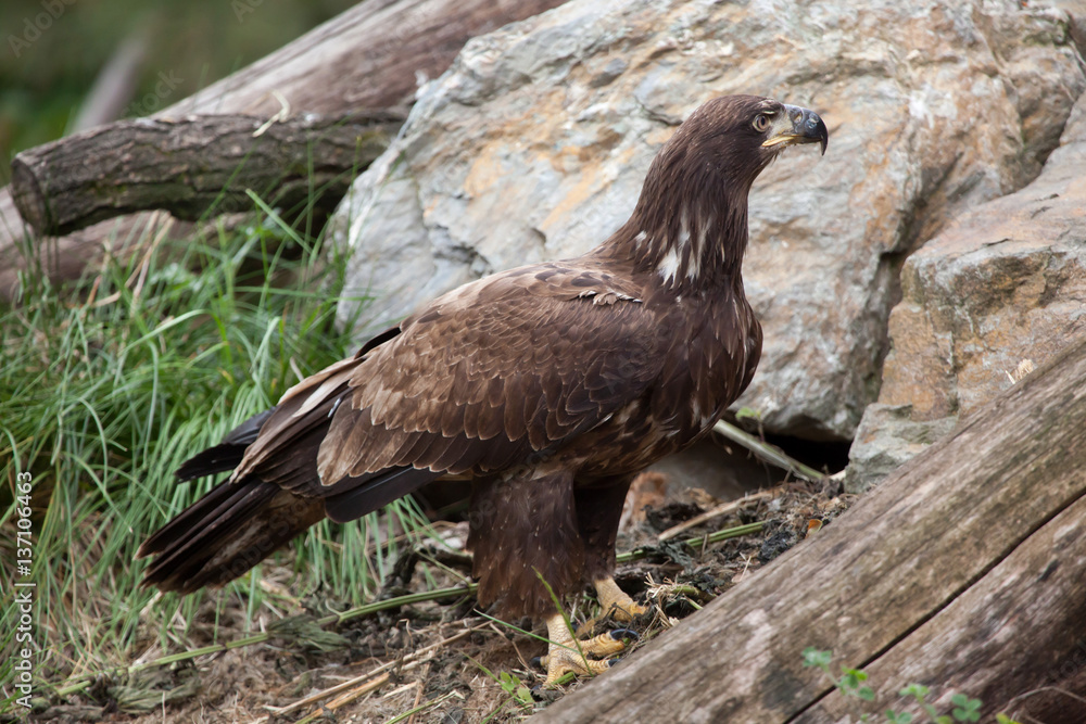 Female bald eagle (Haliaeetus leucocephalus). Female bald eagle (Haliaeetus leucocephalus).