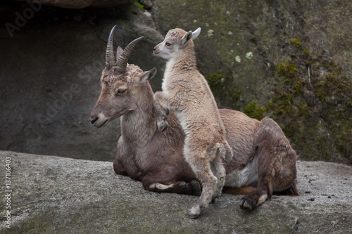 Slika na platnu Alpine ibex (Capra ibex ibex).
