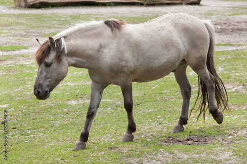 Heck horse  Equus ferus caballus 