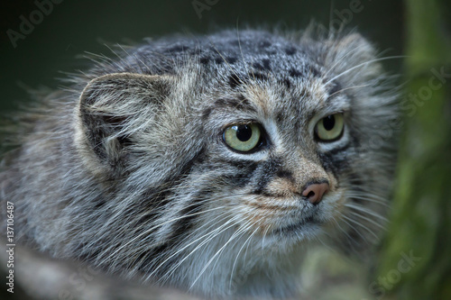 Wall Mural Pallas's cat (Otocolobus manul)