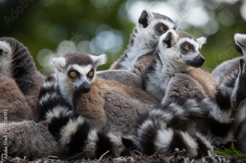 Ring-tailed lemur (Lemur catta)