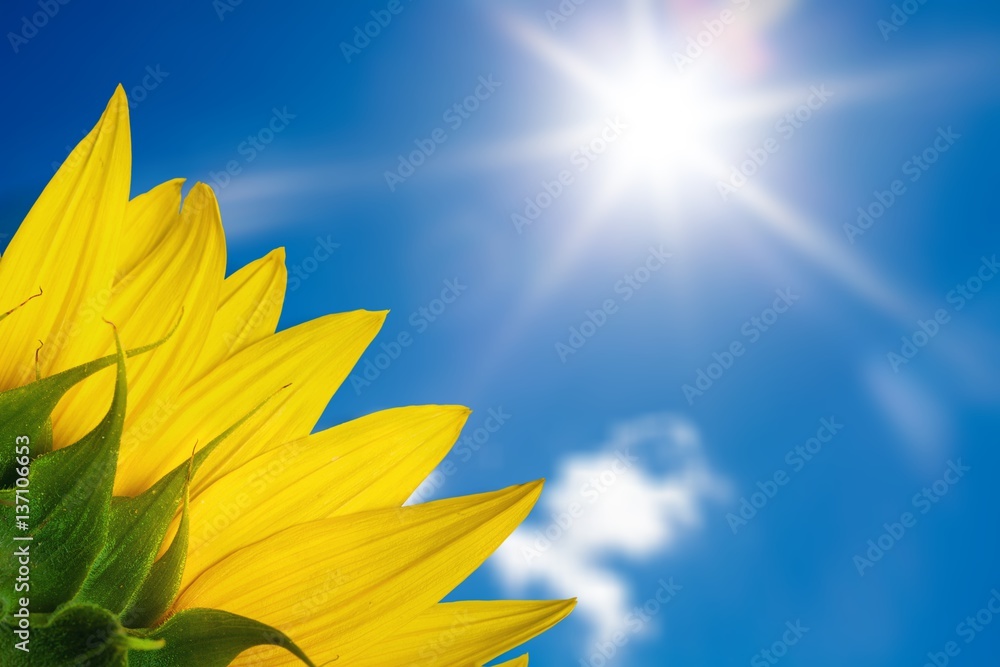 Obraz premium Sunflower.