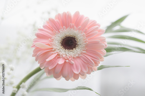 gerbera beautiful flowers on a white background.