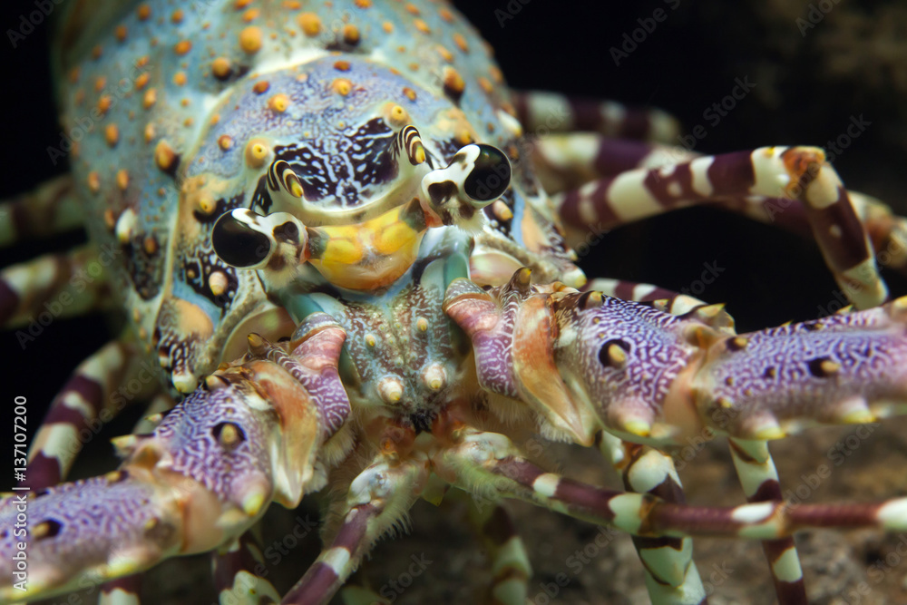 Caribbean spiny lobster (Panulirus argus) Caribbean spiny lobster (Panulirus argus)