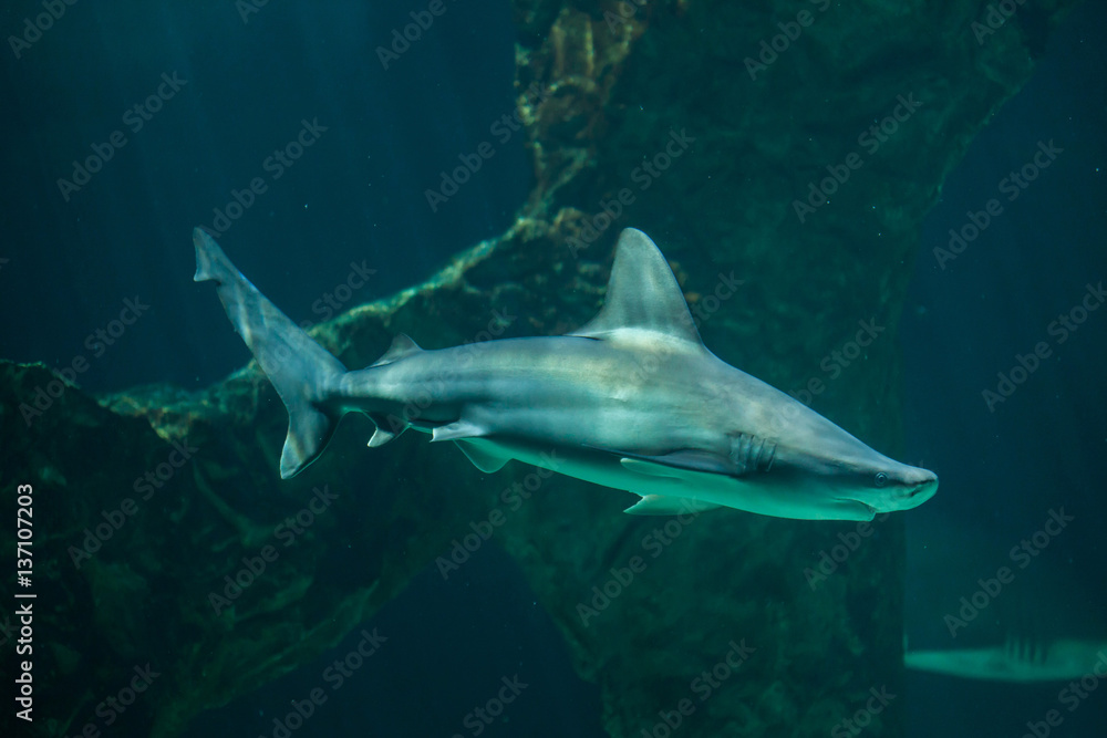Obraz premium Sandbar shark (Carcharhinus plumbeus).