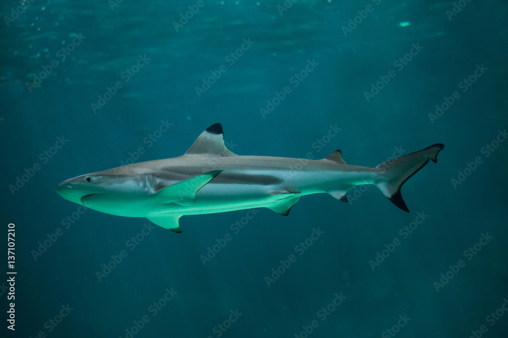 Obraz premium Blacktip reef shark (Carcharhinus melanopterus).