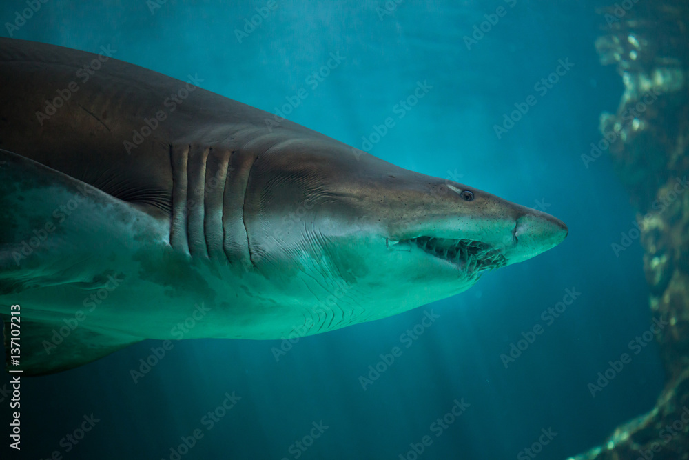 Fototapeta premium Sand tiger shark (Carcharias taurus)