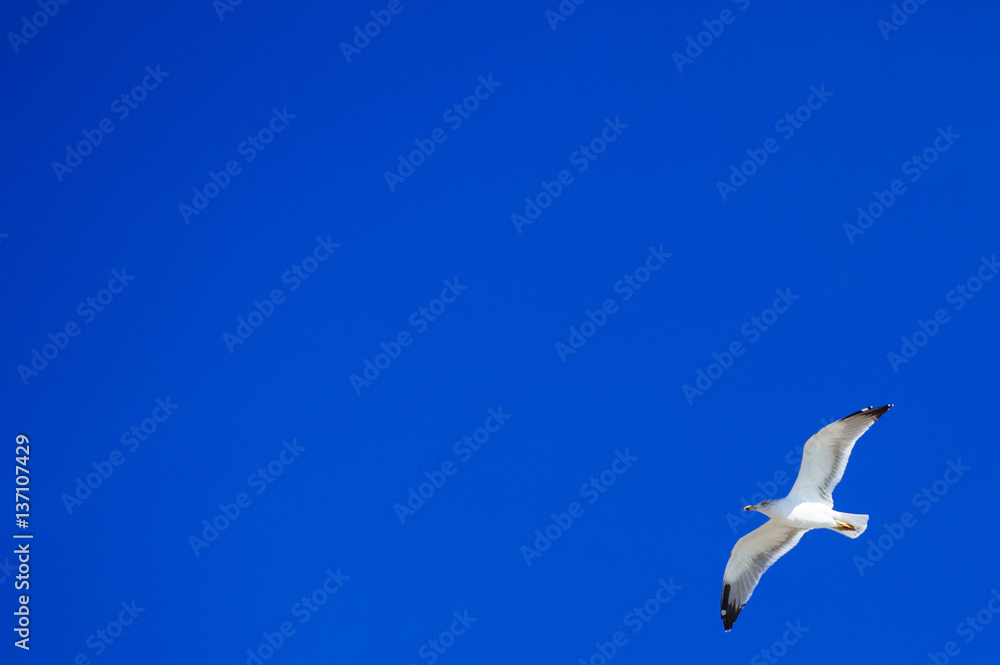 Obraz premium seagull in flight