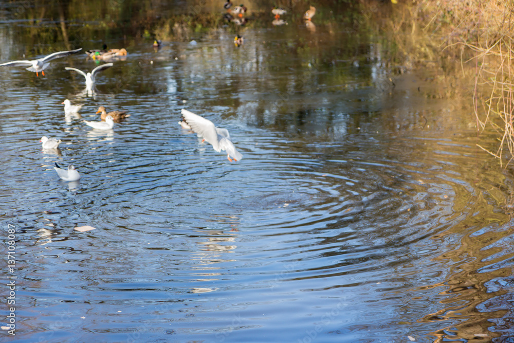 Ducks and birds flying over and swimming in a pond Ducks and birds flying over and swimming in a pond