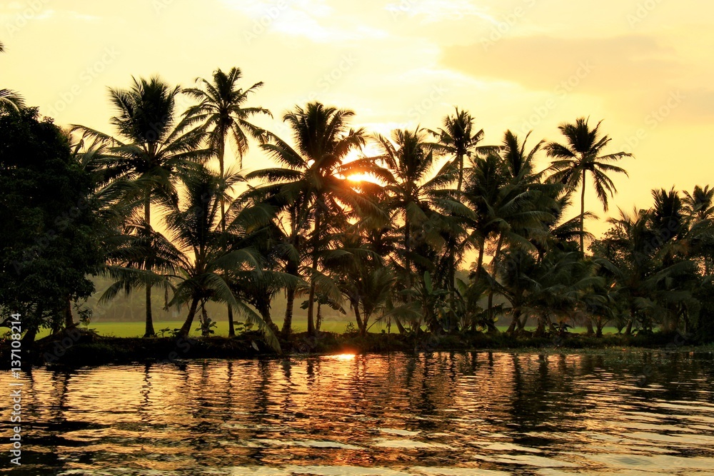 Cocotiers au coucher du soleil en Inde