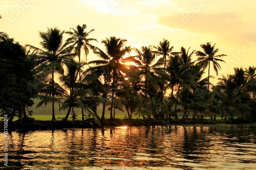 Cocotiers au coucher du soleil en Inde