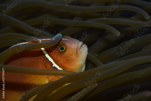Anemonenfisch in der Seeanemone photo