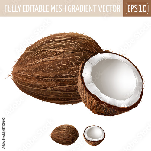 Coconut on white background. Vector illustration