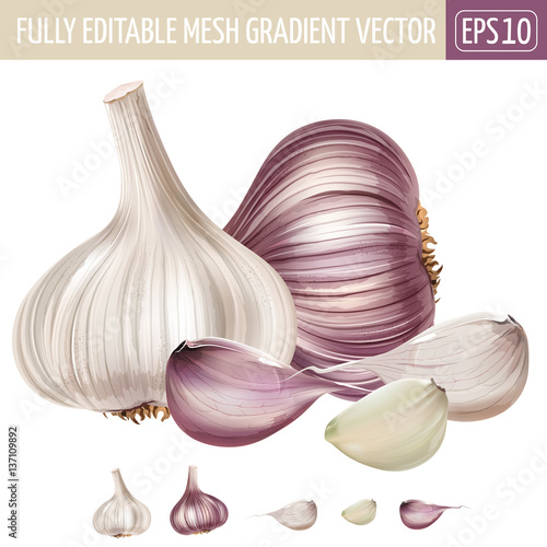 Garlic on white background. Vector illustration