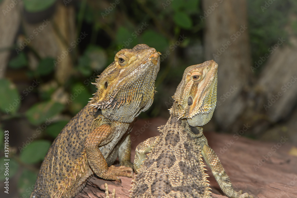 Obraz premium Zwei Bartageamen