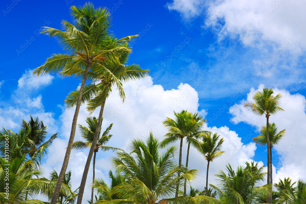 Naklejka premium Palm trees and blue sky .