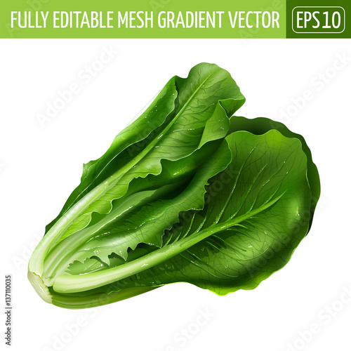 Lettuce on white background. Vector illustration