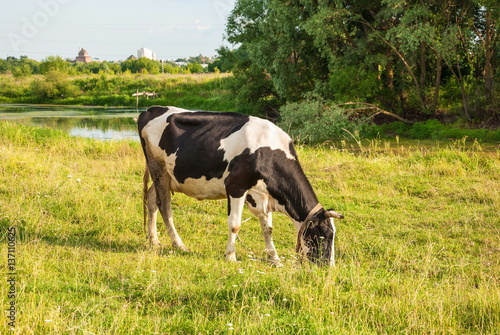 Spotted cow grazing in a meadow near the river