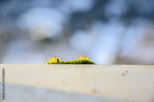 Moss on the edge and blurry background