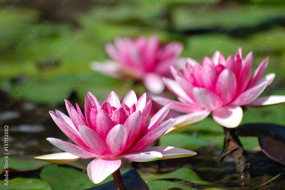 NENÚFAR. NYMPHAEA TETRAGONA