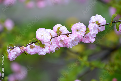 The blossoming almonds three-blade (Prunus triloba Lindl.), a branch with flowers