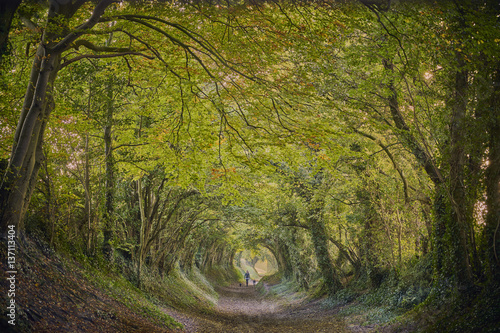 Halnaker ancient green lane in West Sussex in autumn with walker and dogs
