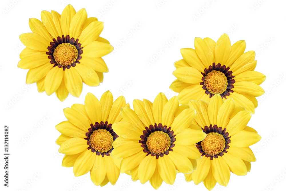 yellow flower isolated on white background yellow flower isolated on white background