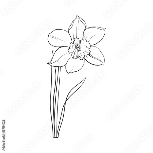 Single daffodil, narcissus spring flower with stem and leaves, sketch vector illustration isolated on white background. Realistic hand drawing of daffodil spring flower in vertical position