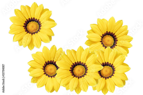 yellow flower isolated on white background