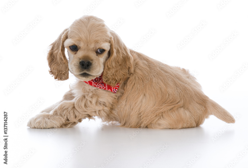 cocker spaniel puppy cocker spaniel puppy